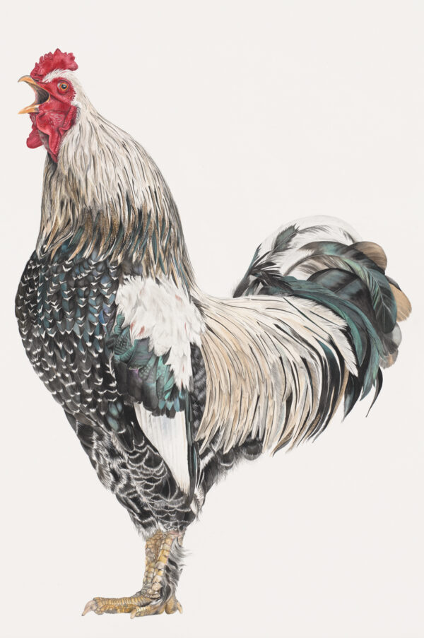 Watercolor rooster art